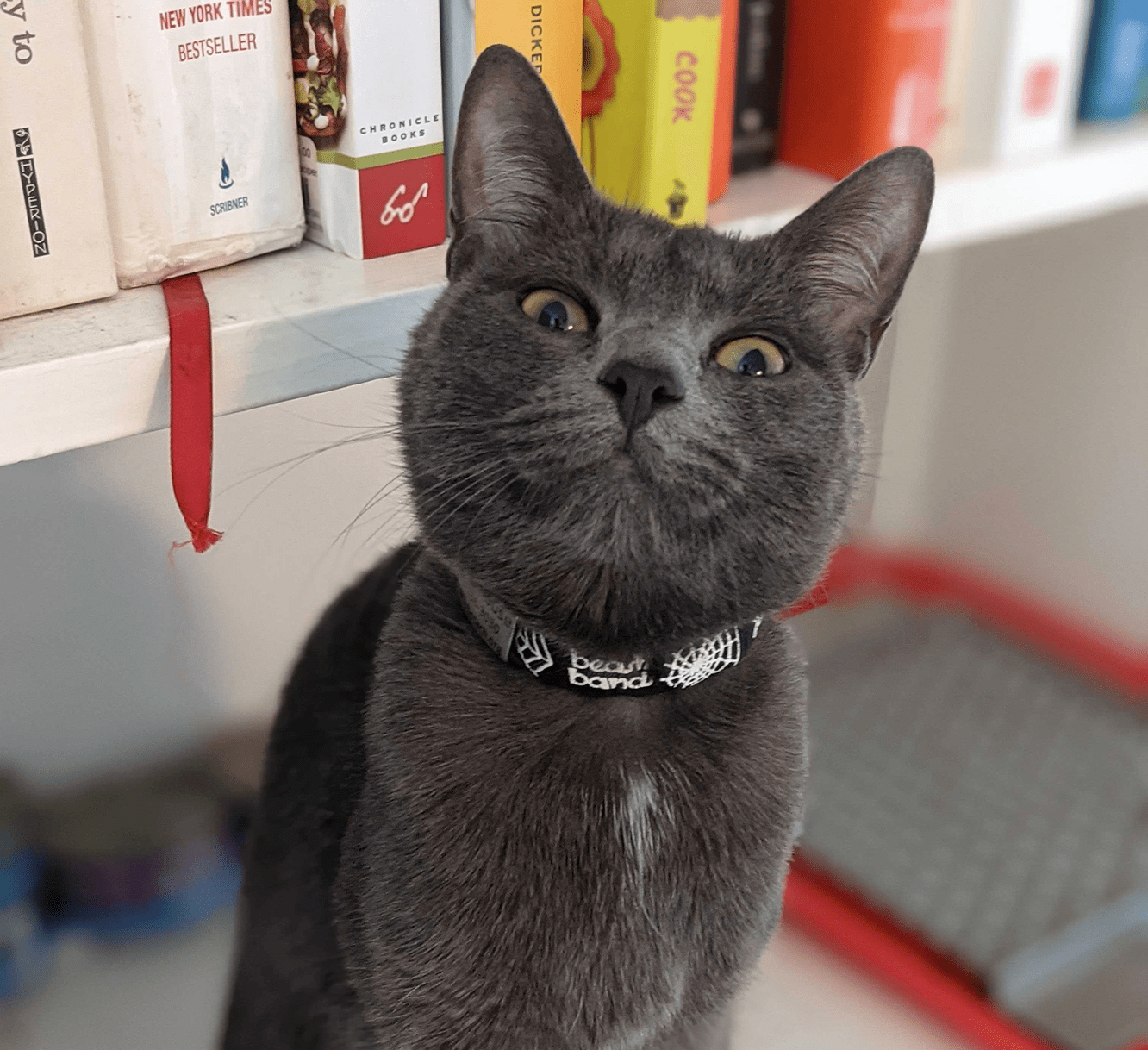 Photo of Zero the cat