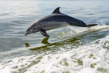 Dolphin swimming