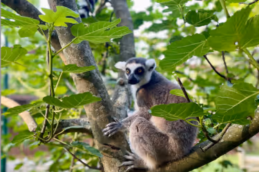 lemur in the tree