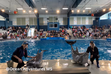 Dolphin show at Ocean Adventures Marine Park