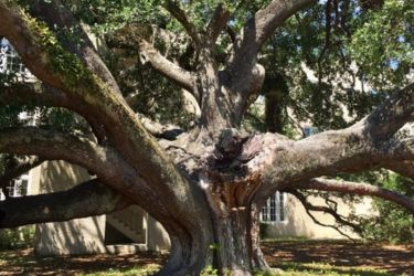 Friendship Oak Tree