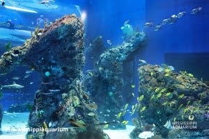 Fish tanks with corals