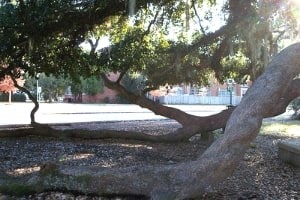 Friendship Oak