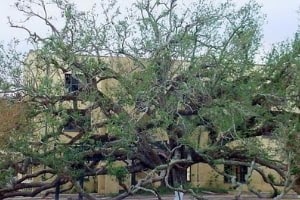Friendship Oak after the hurricane