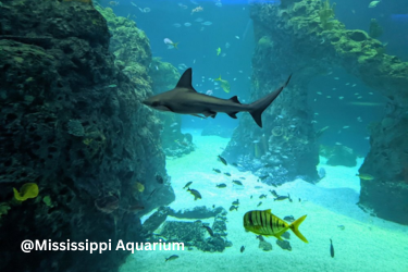 Shark at the Mississippi Aquarium