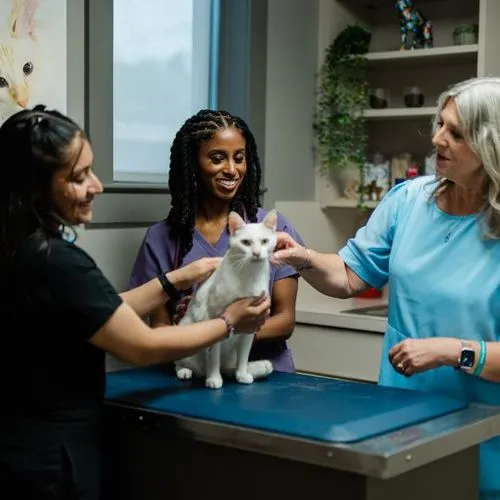 Roo veterinary relief services