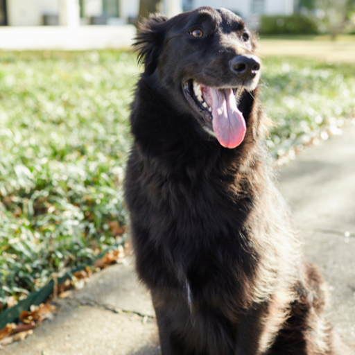 Understanding Veterinary Staffing: Roles, Challenges and solutions