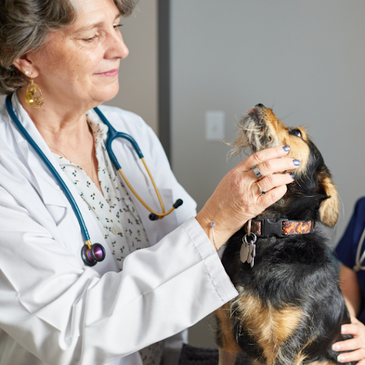 Top Veterinary Industries Hiring Your Next Great Vet: A Closer Look