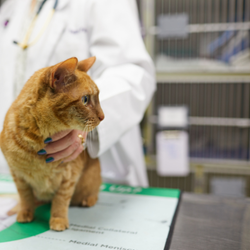 Relief Vet Services: A Solution for Seasonal Demand in Veterinary Care