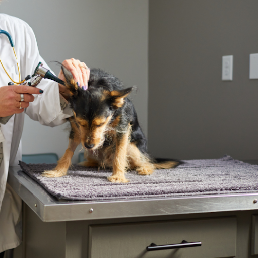 Exploring the Highest Paid Veterinary Fields: What You Need to Know