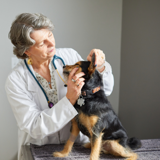 The Future of Veterinary Staffing: Trends and Predictions for 2025