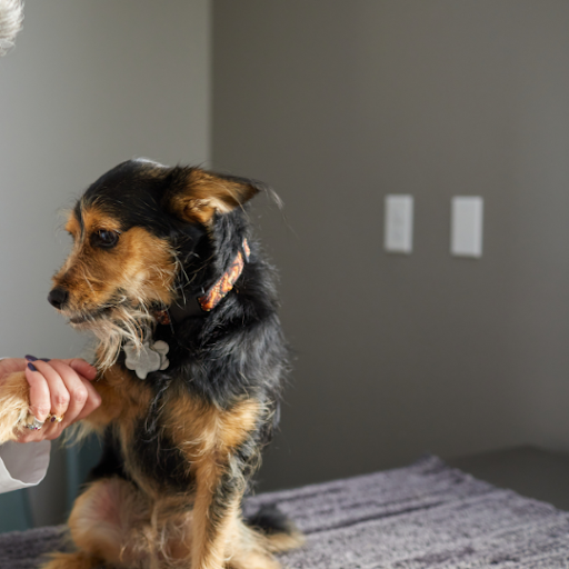 Navigating the Veterinary Job Market: Tips for New Graduates