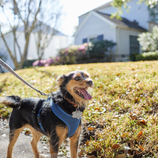 Sustainable Staffing: Training Veterinary Allied Staff for Long-Term Success