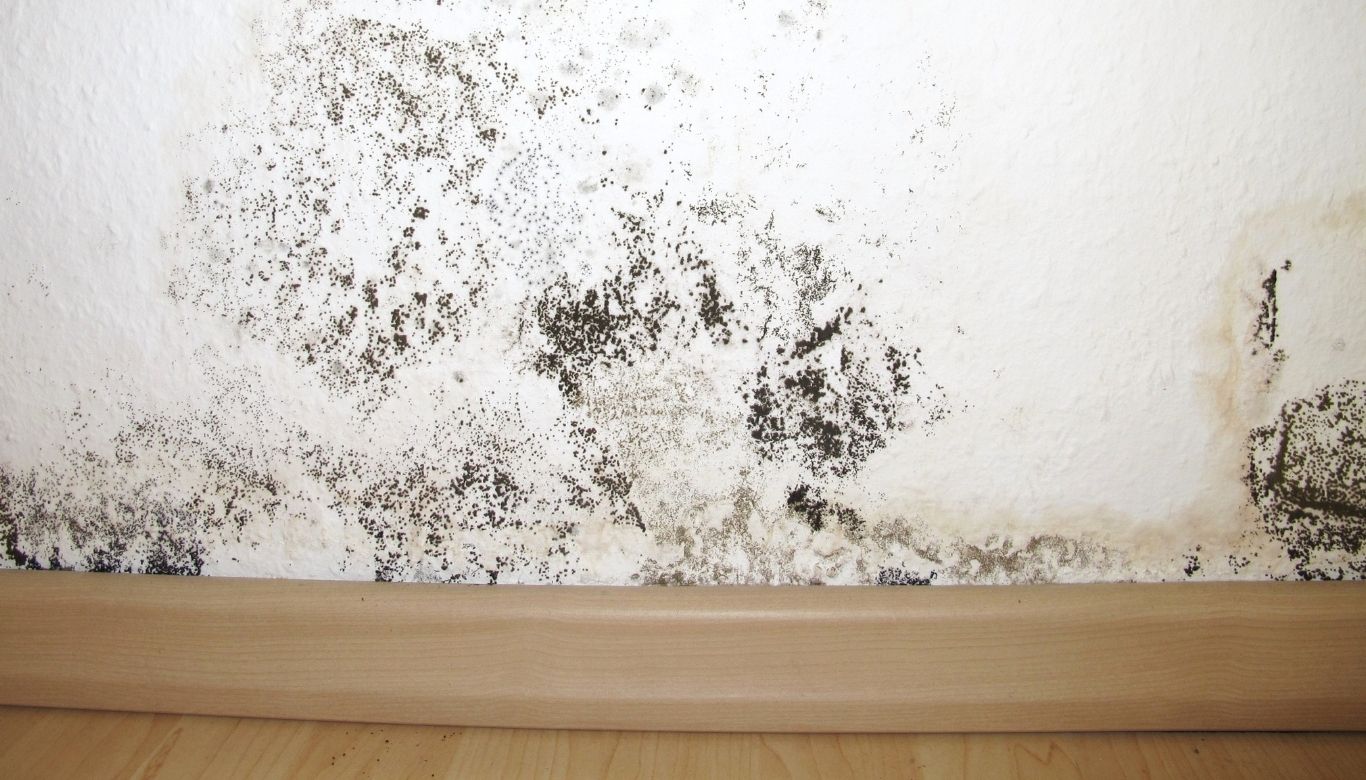 how do you remove mold from painted walls​