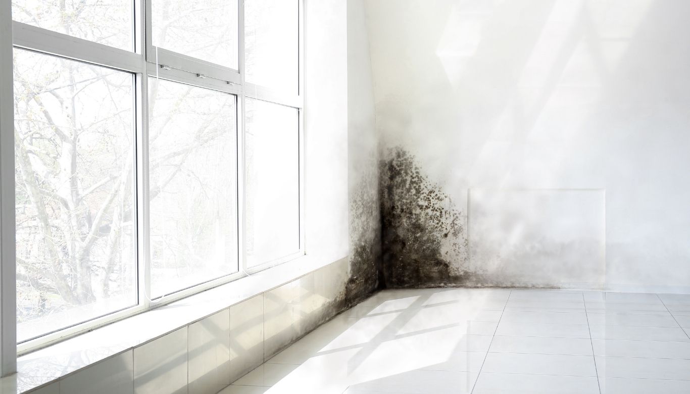 how do you remove mold from painted walls​