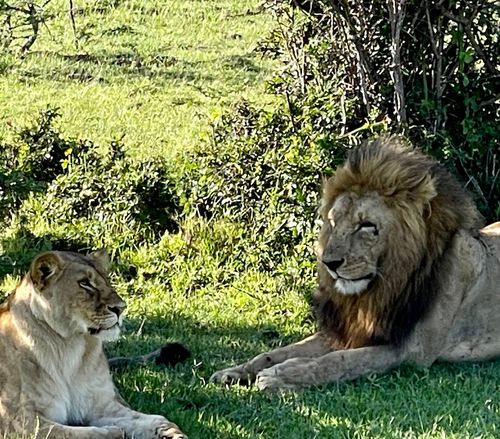 Das erste Mal Löwen frei im Busch zu erleben, ist breath taking...