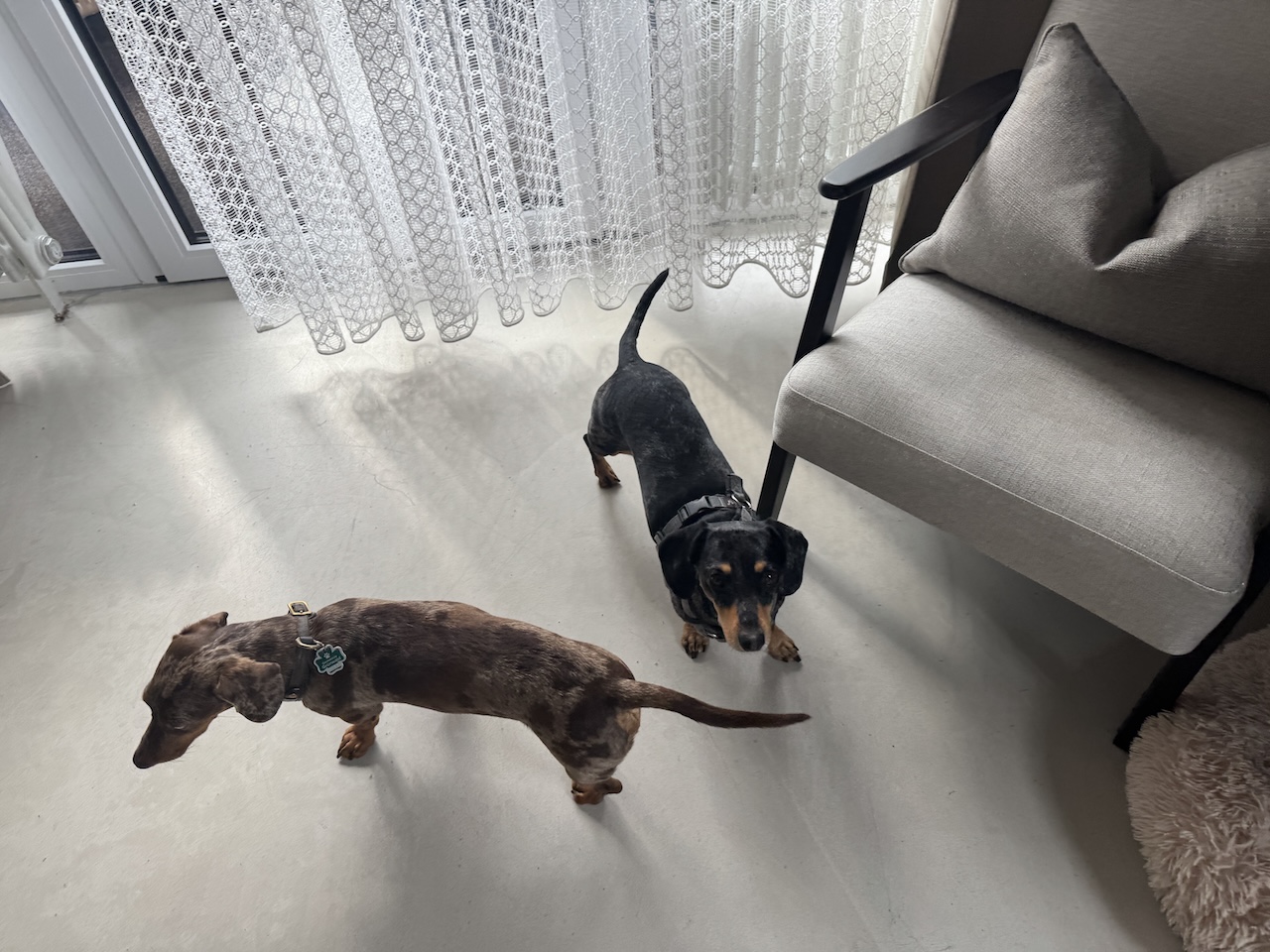 Hunde sind willkommen