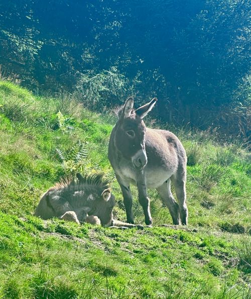 Mein Lieblingstier darf auf den Fotos nicht fehlen, bei der Pronebenalm, ein schönes Ausflugsziel by the way