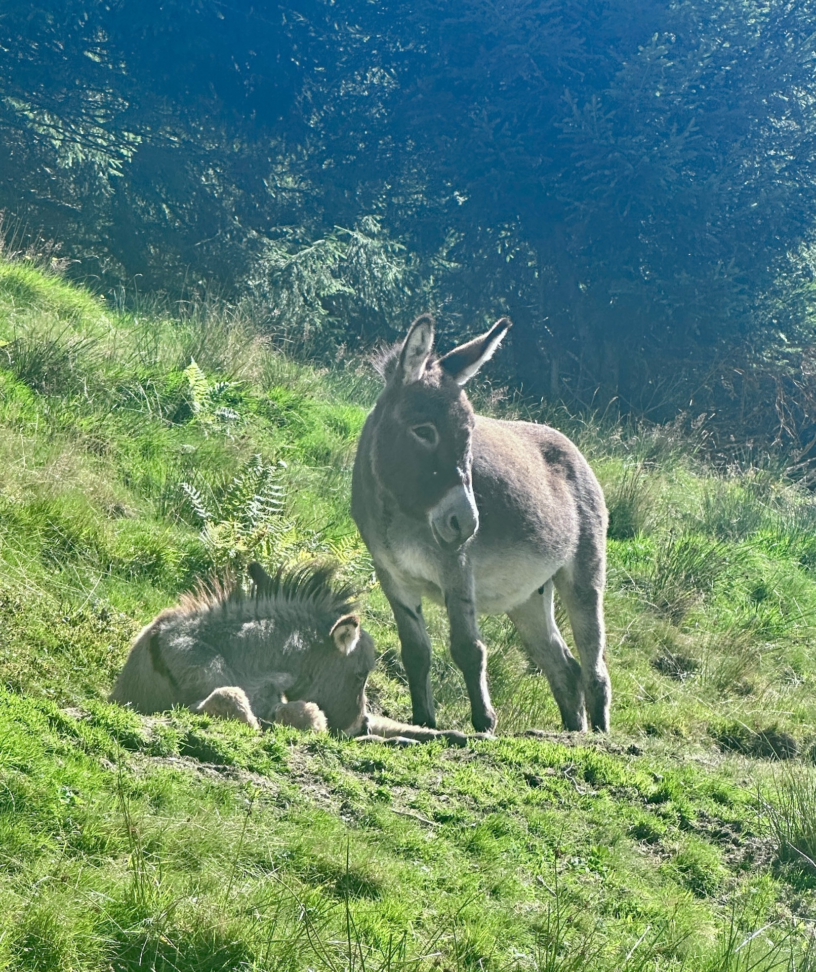 Mein Lieblingstier darf auf den Fotos nicht fehlen, bei der Pronebenalm, ein schönes Ausflugsziel by the way