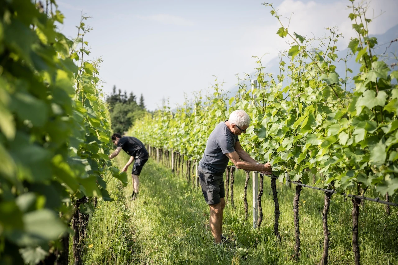 Zwischen den Weinreben © Alex Filz