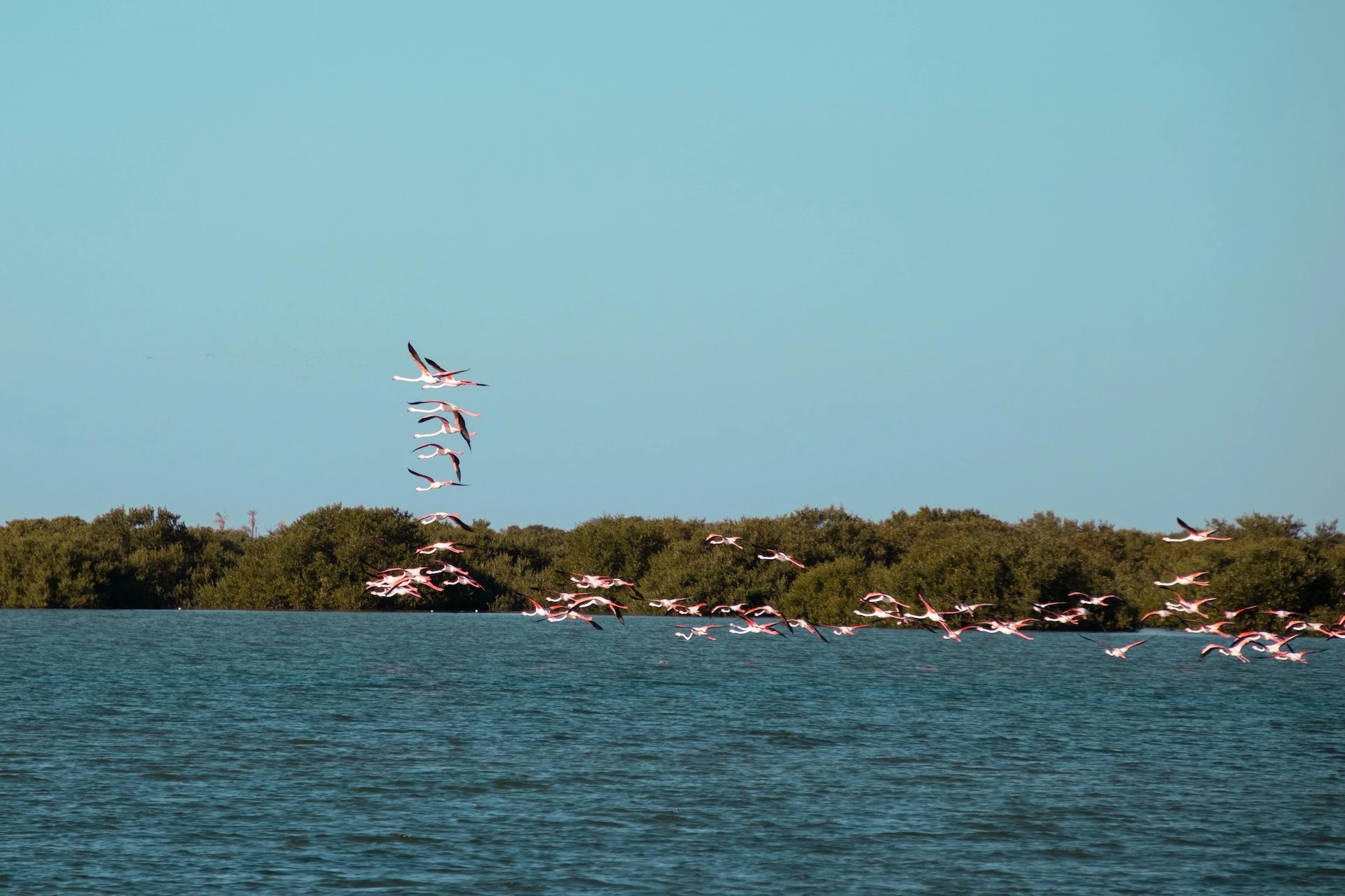 Flamingos fliegen über die Mangroven | © Ras Al Khaimah Tourism Development Authority