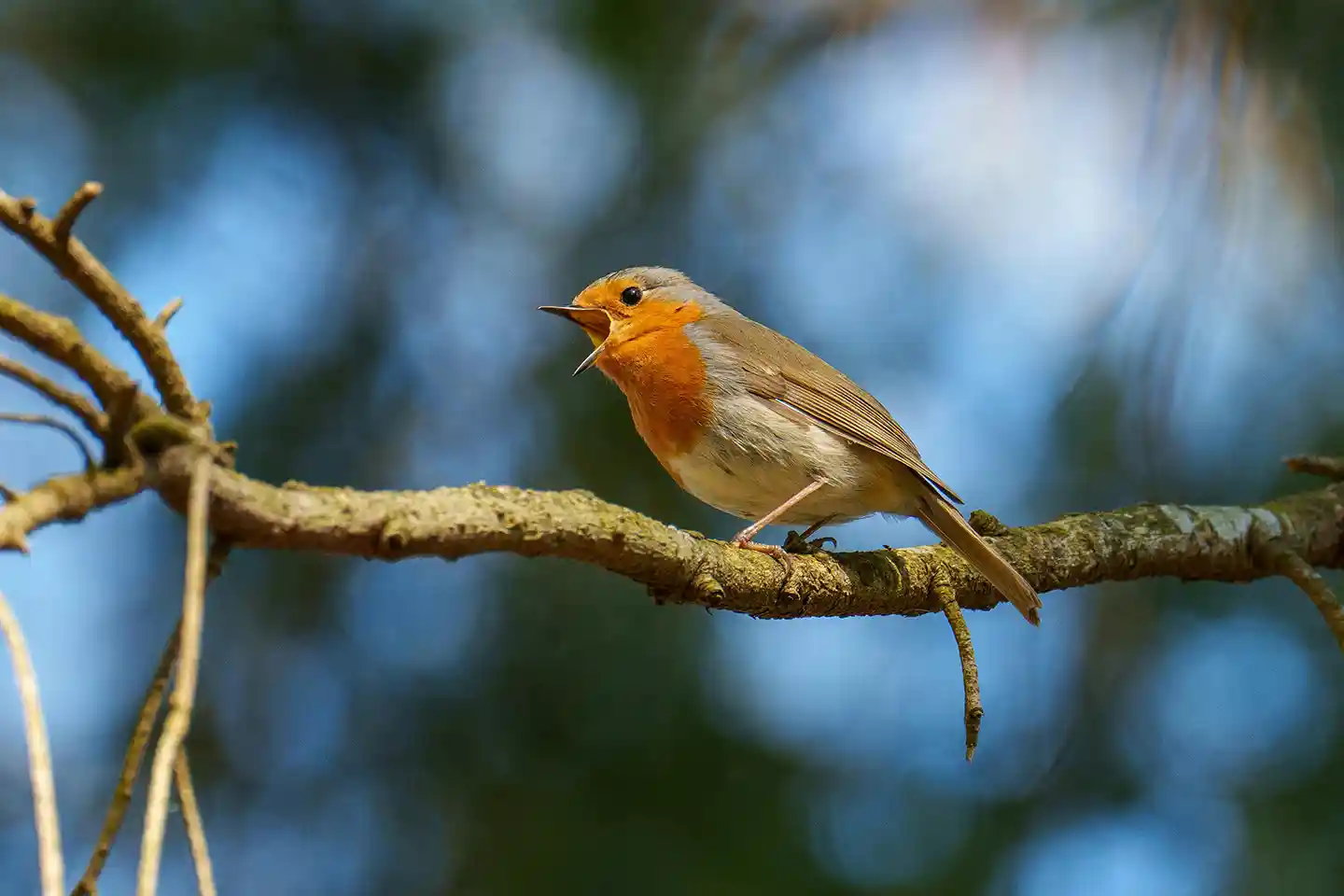 Zwitschernder Vogel auf einem Ast
