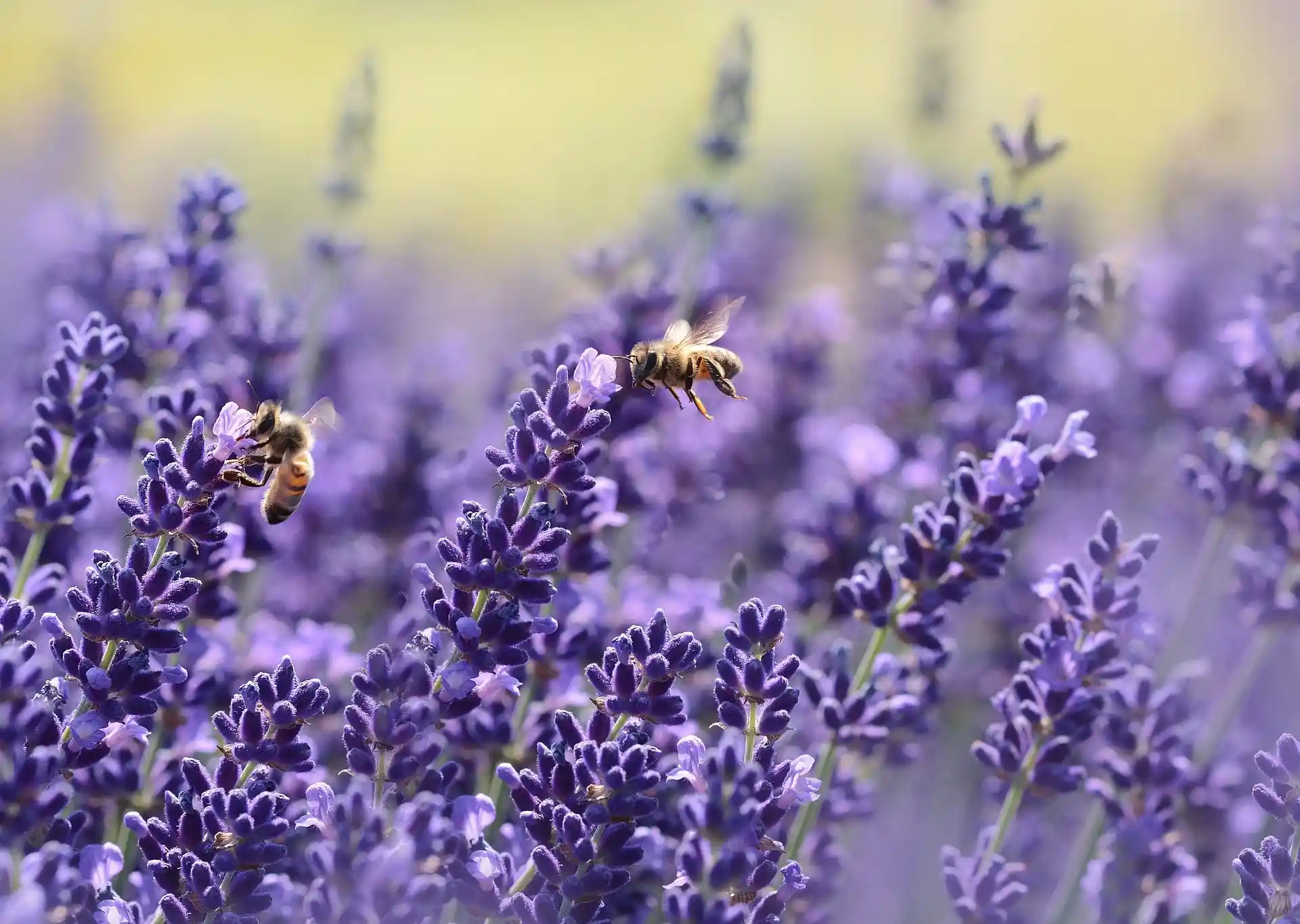 Biene die über Lavendel fliegt
