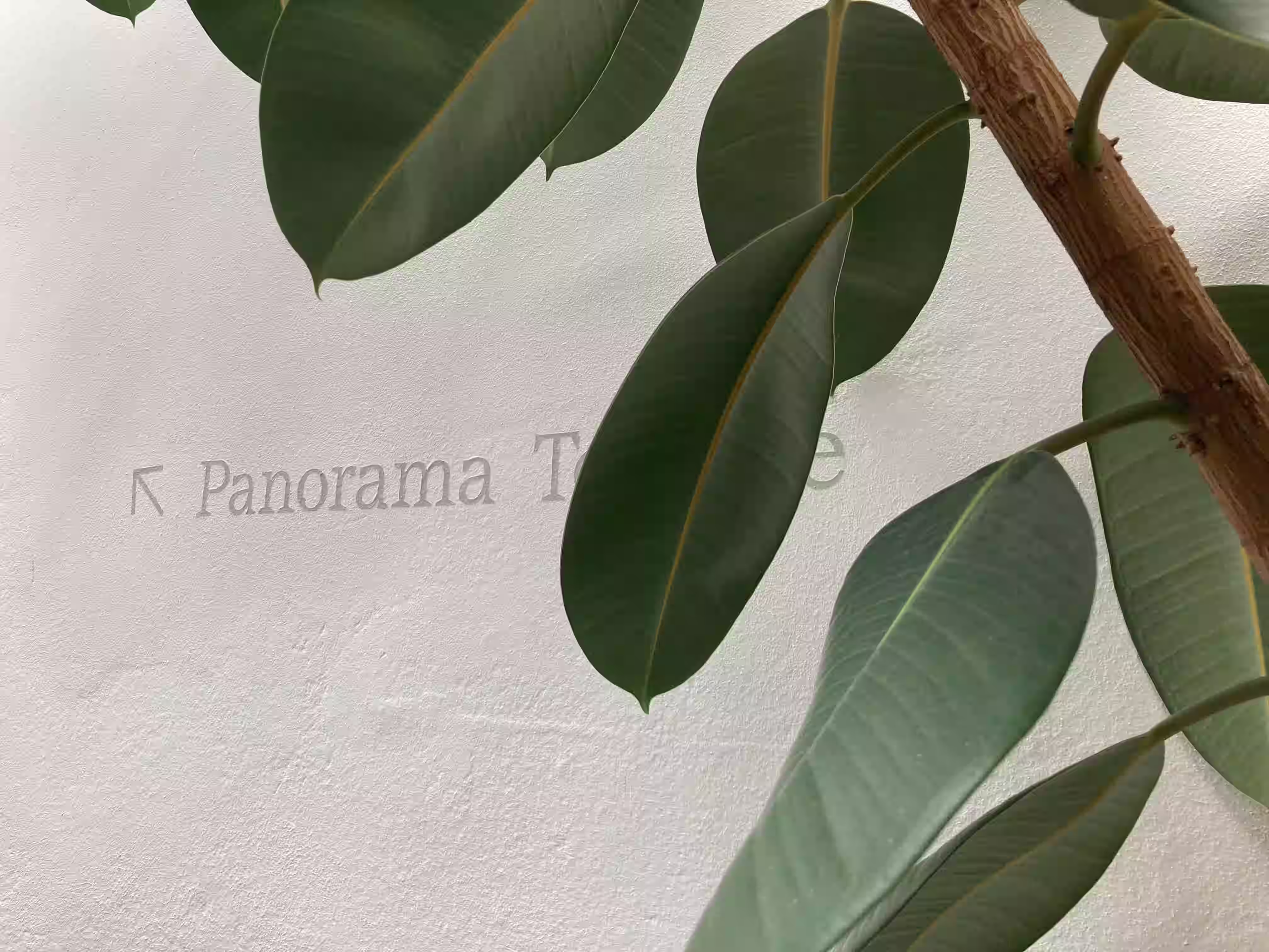 Haus am Turm Sterzing – Gummibaum vor Wandschriftzug „Panorama Terrasse"
