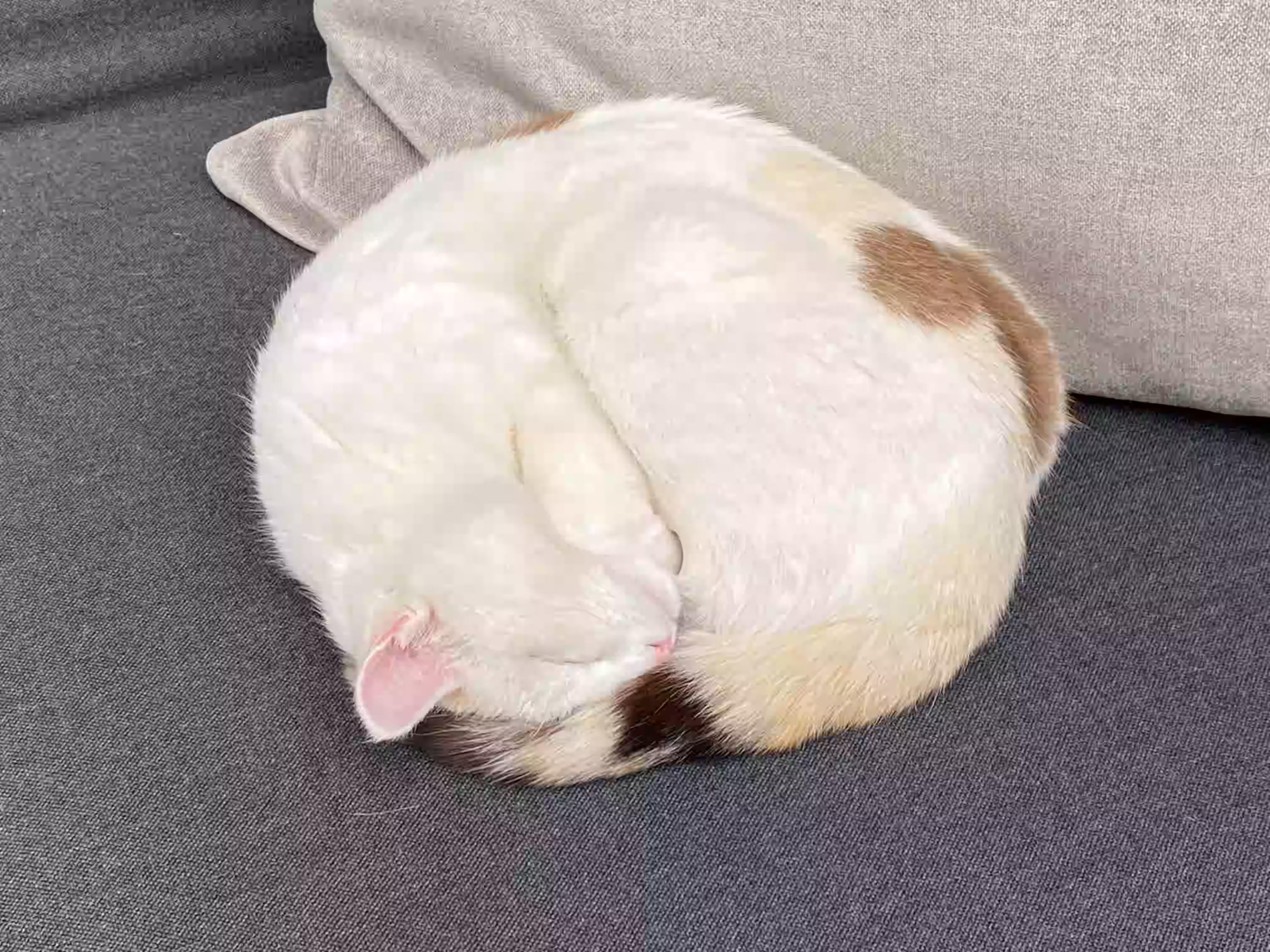 DAS PARADIES – Weiße Katze mit braunen Flecken, eingerollt schlafend auf einem grauen Sofa