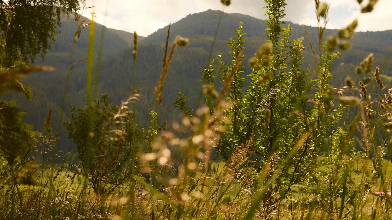 Grüne Wiesen rund um den Trinserhof