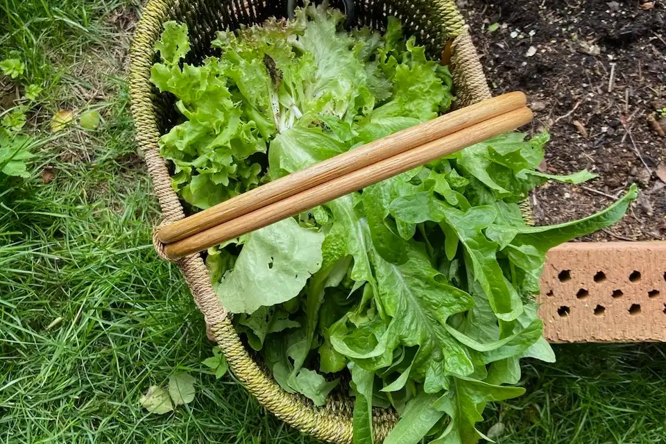 Korb mit selbst gepflücktem Salat
