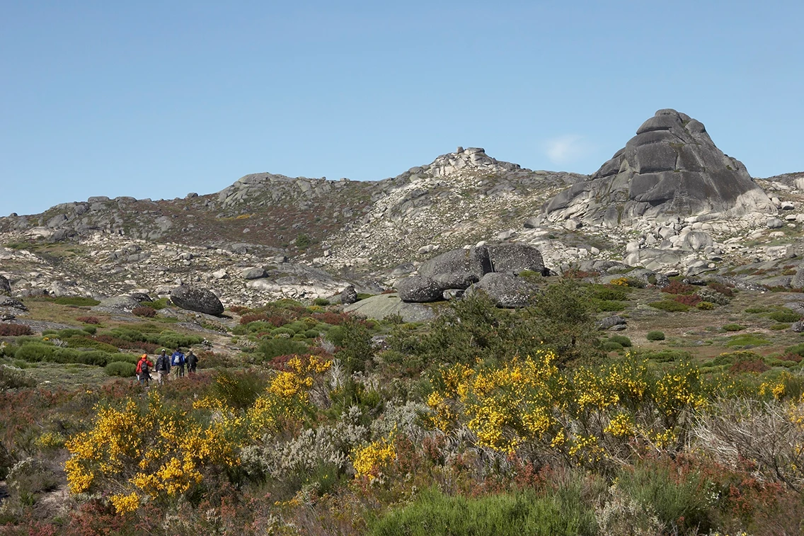Wandergruppe auf einem Pfad inmitten der kargen Gebirgslandschaft der Serra da Estrela mit gelb blühendem Ginster.