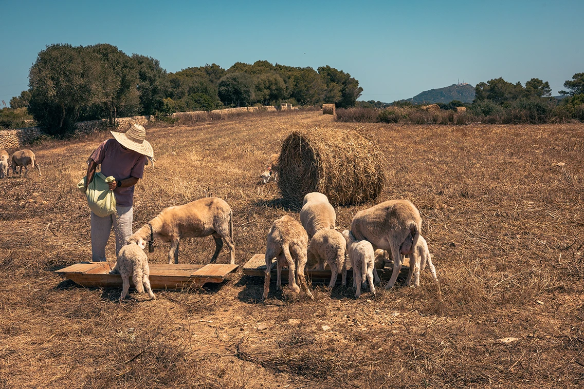 Landwirt bei der Fütterung von Schafen und Lämmern aus einem Holztrog auf dem weitläufigen Farmgelände des Son Blanc Farmhouse Menorca.