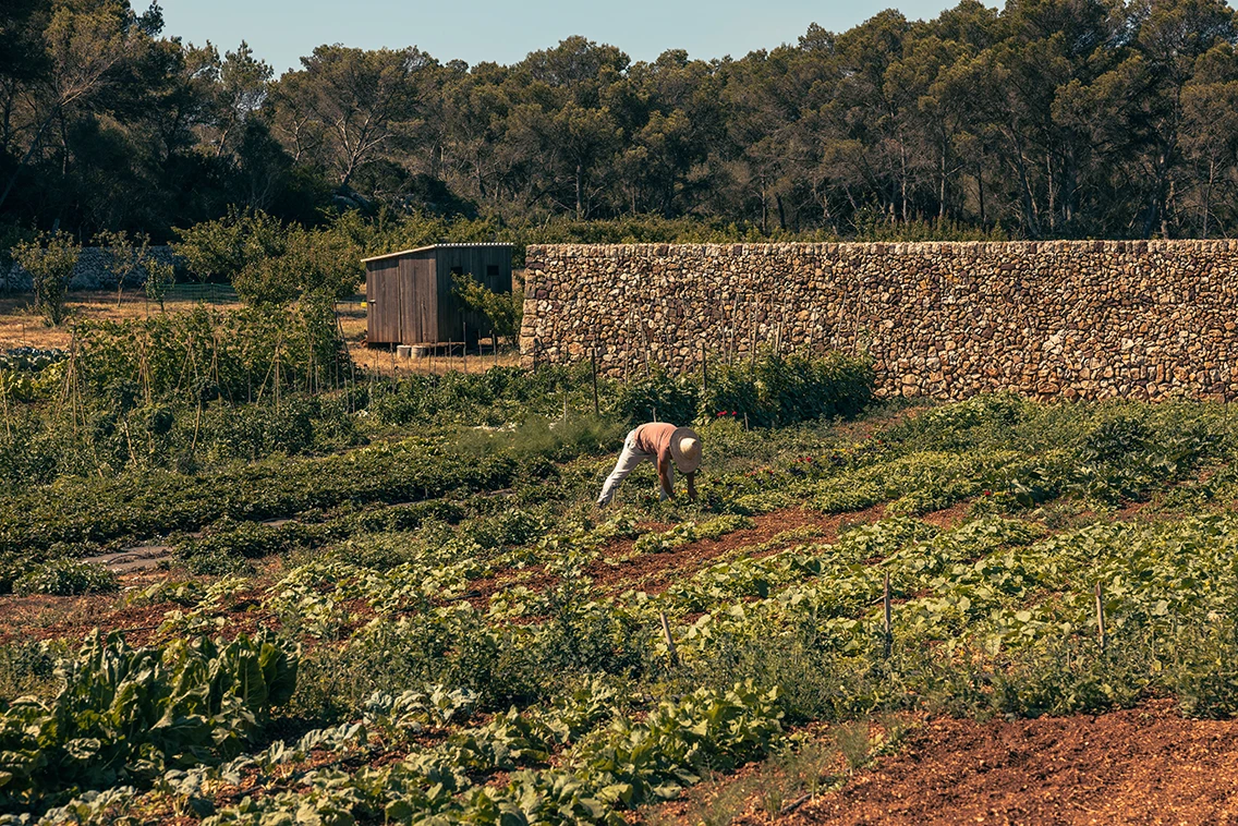 Gärtner bei der Gemüseernte im hauseigenen Bio-Garten des Son Blanc Farmhouse Menorca vor einer traditionellen Naturstein-Trockenmauer und Pinienwald.