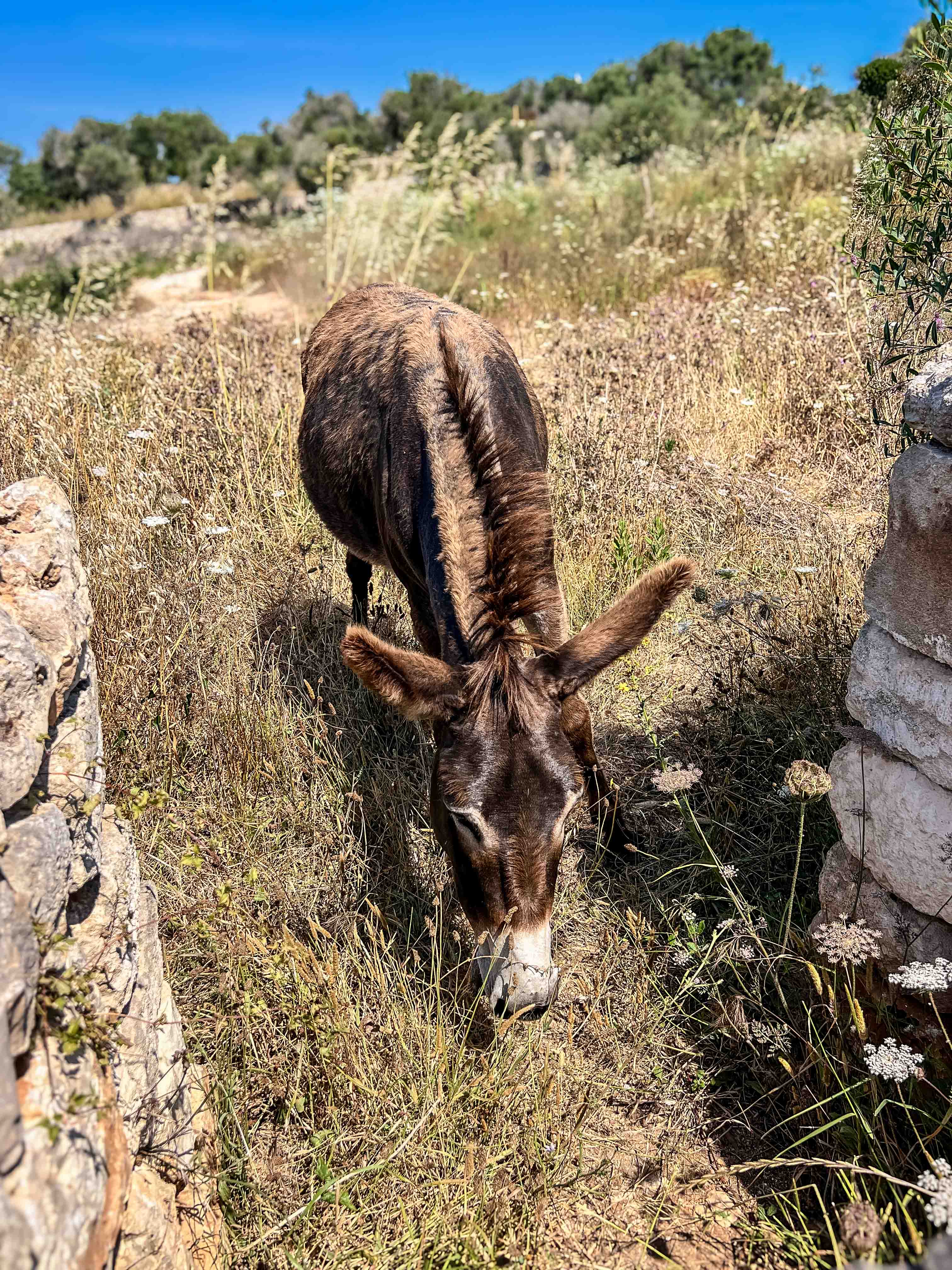 Dunkler Esel beim Grasen auf einer trockenen Wiese zwischen Natursteinmauern auf dem Gelände des Son Blanc Farmhouse Menorca.