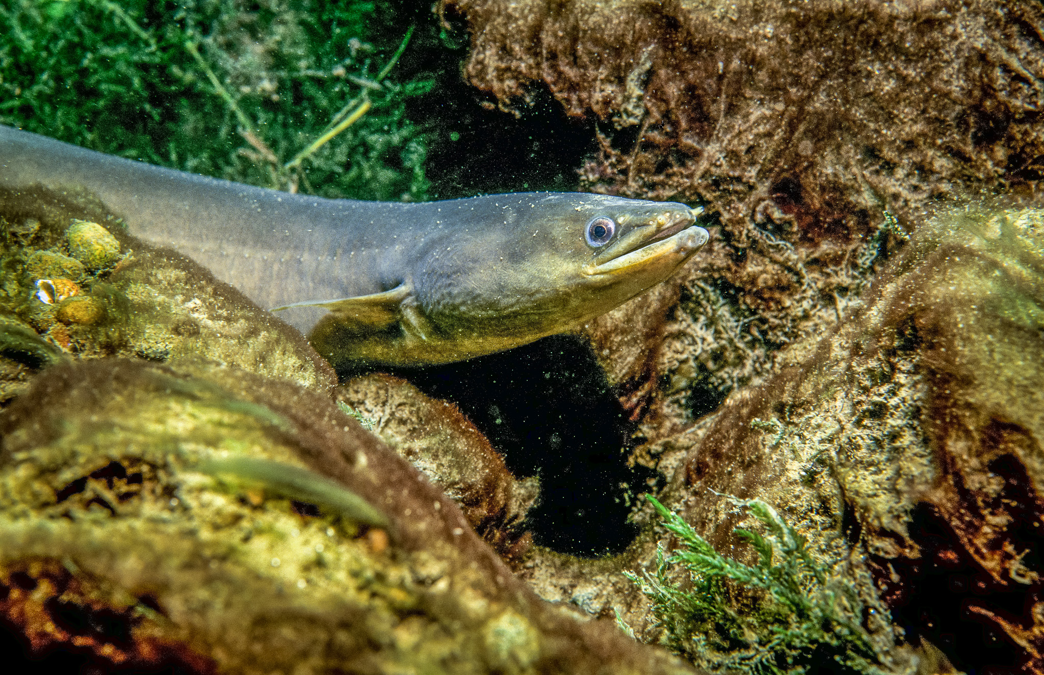 Natel Energy announces feasibility study for FishSafe™ turbine retrofit at St. Lawrence-FDR Power Project