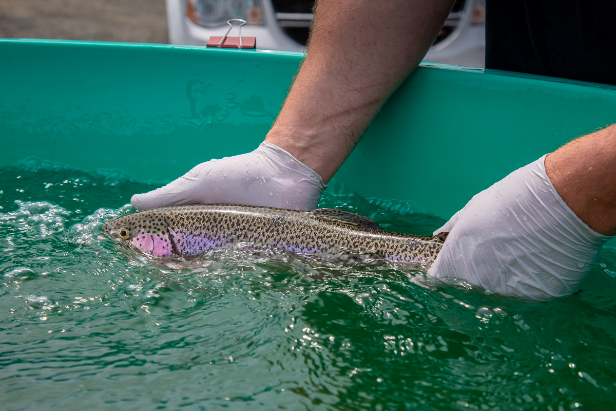 Landmark Study with PNNL Demonstrating High Survival of Large Rainbow Trout Through FishSafe™ Turbines