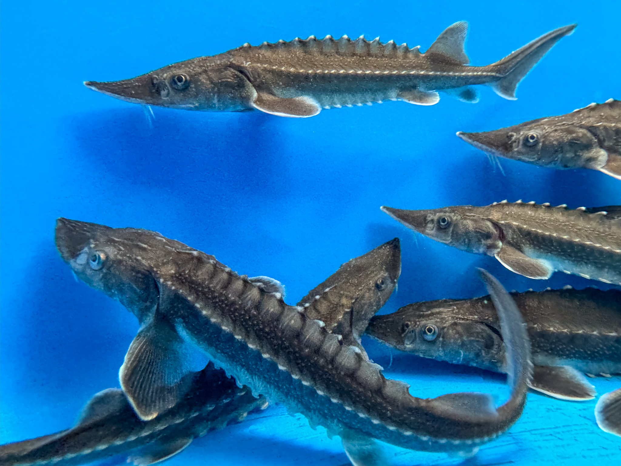 New Peer-Reviewed Study Shows Natel FishSafe™ Turbines Represent a Step Change in Fish Survival 