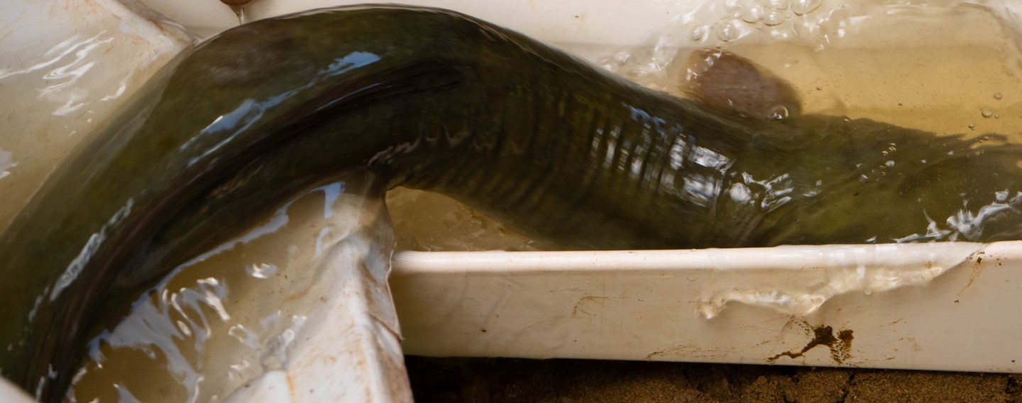 A Shortfin Eel passed through fish relocation & storage into new freshwater habitat to protect from ongoing construction hazards