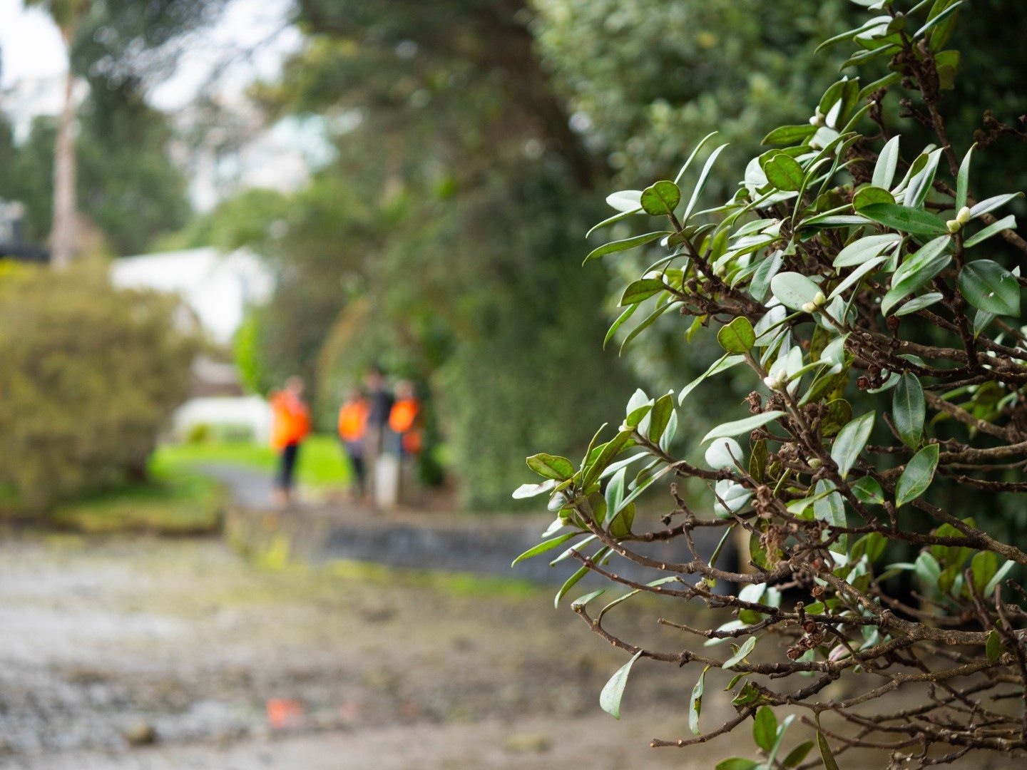 A native Pōhutukawa tree in New Zealand at a construction site undergoing carbon reduction that follows their environmental strategy