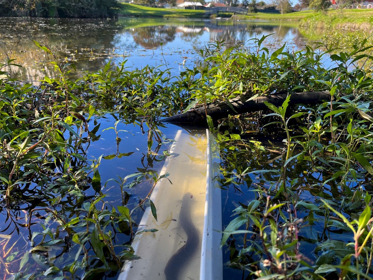 Native Eel being relocated after sampling a freshwater environment and monitoring freshwater wildlife according to the wildlife management plan