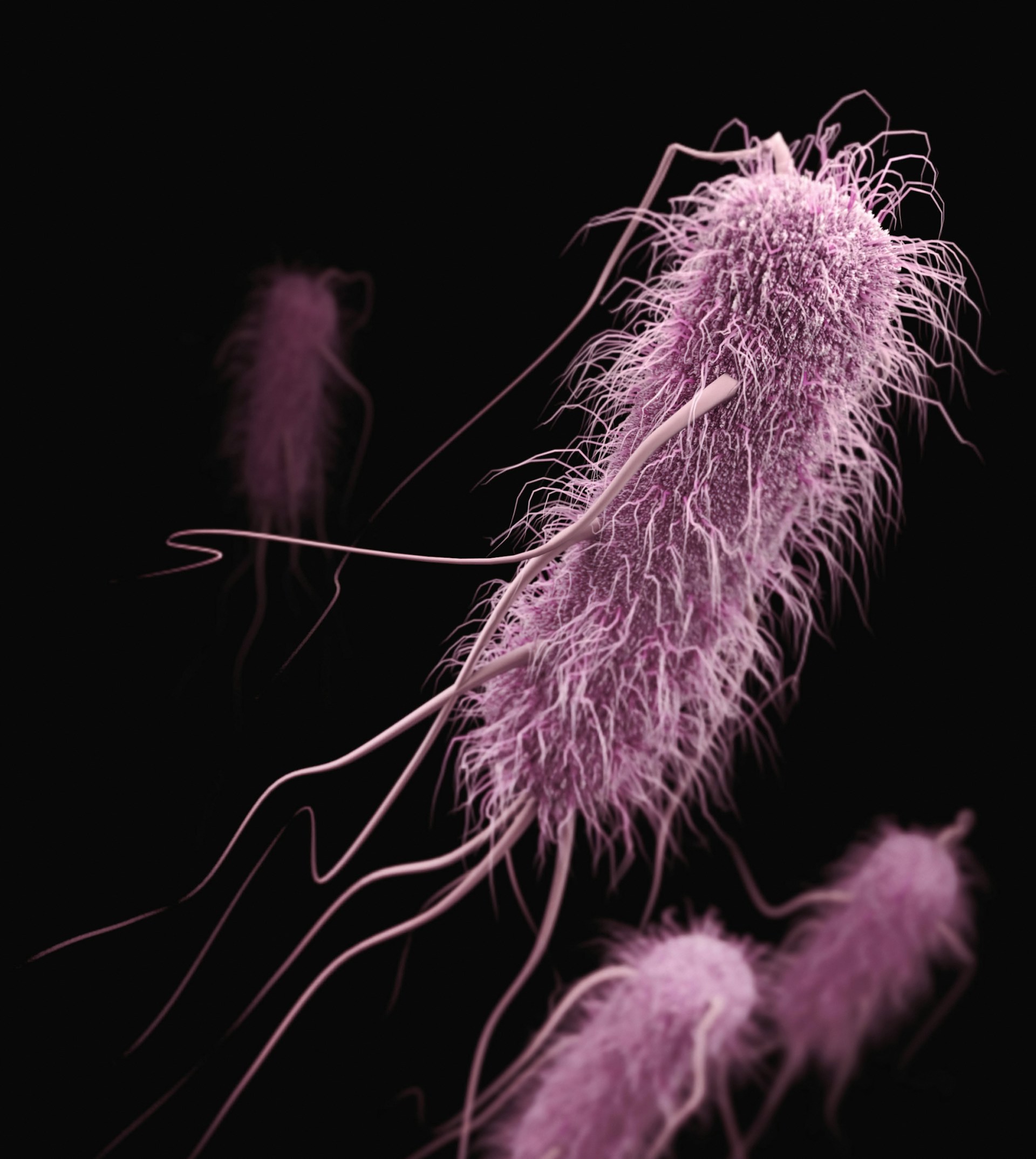 Escherichia coli render displaying the appearance of the most commonly tested waste contaminant in waterways