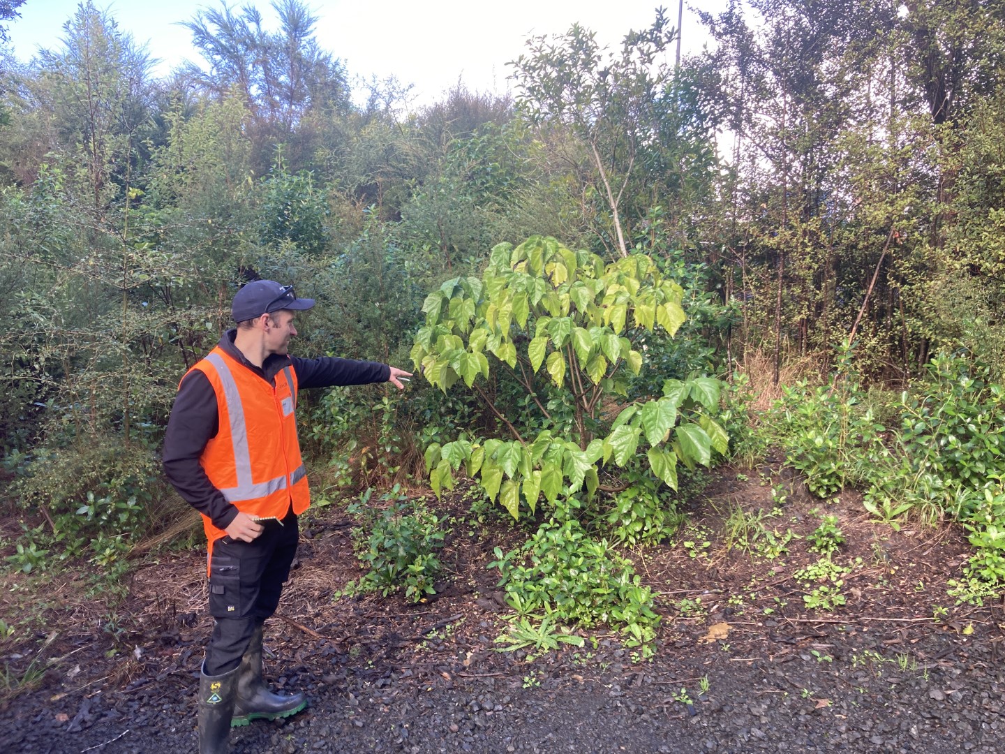 Native re-planted flora assessed by Morphum ecologist