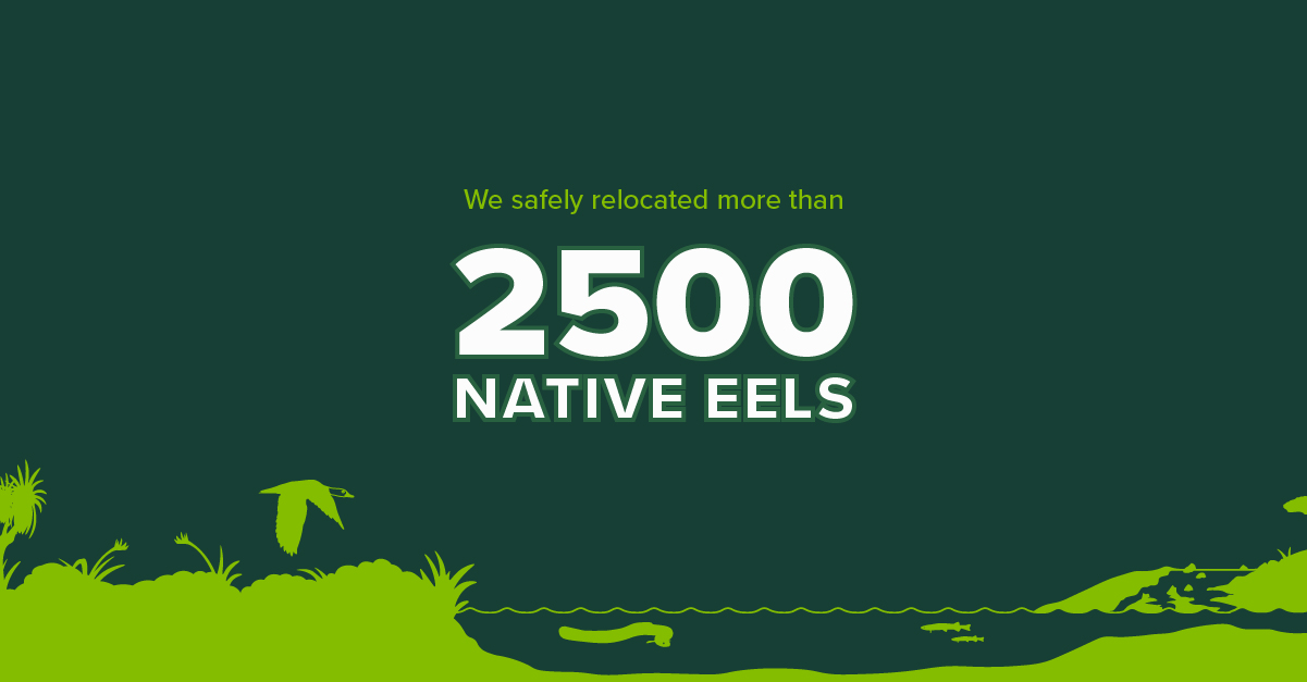In 2025, Morphum safely relocated more than 2500 native eels from stormwater maintenance activities