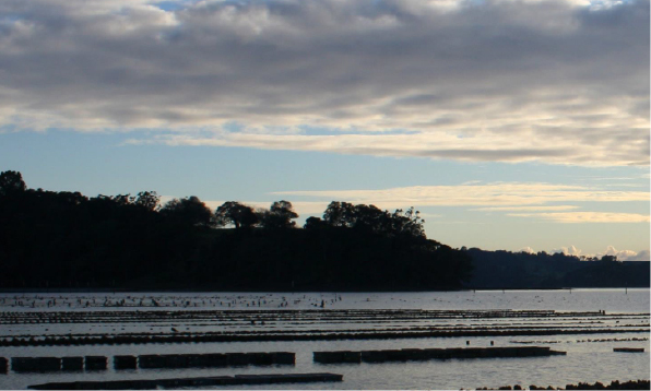 An oyster farm from the cover of the Pacific Oyster Aquaculture Sustainable Management Framework