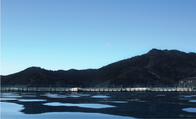 An chinook salmon farm from the cover of the Pacific Oyster Aquaculture Sustainable Management Framework