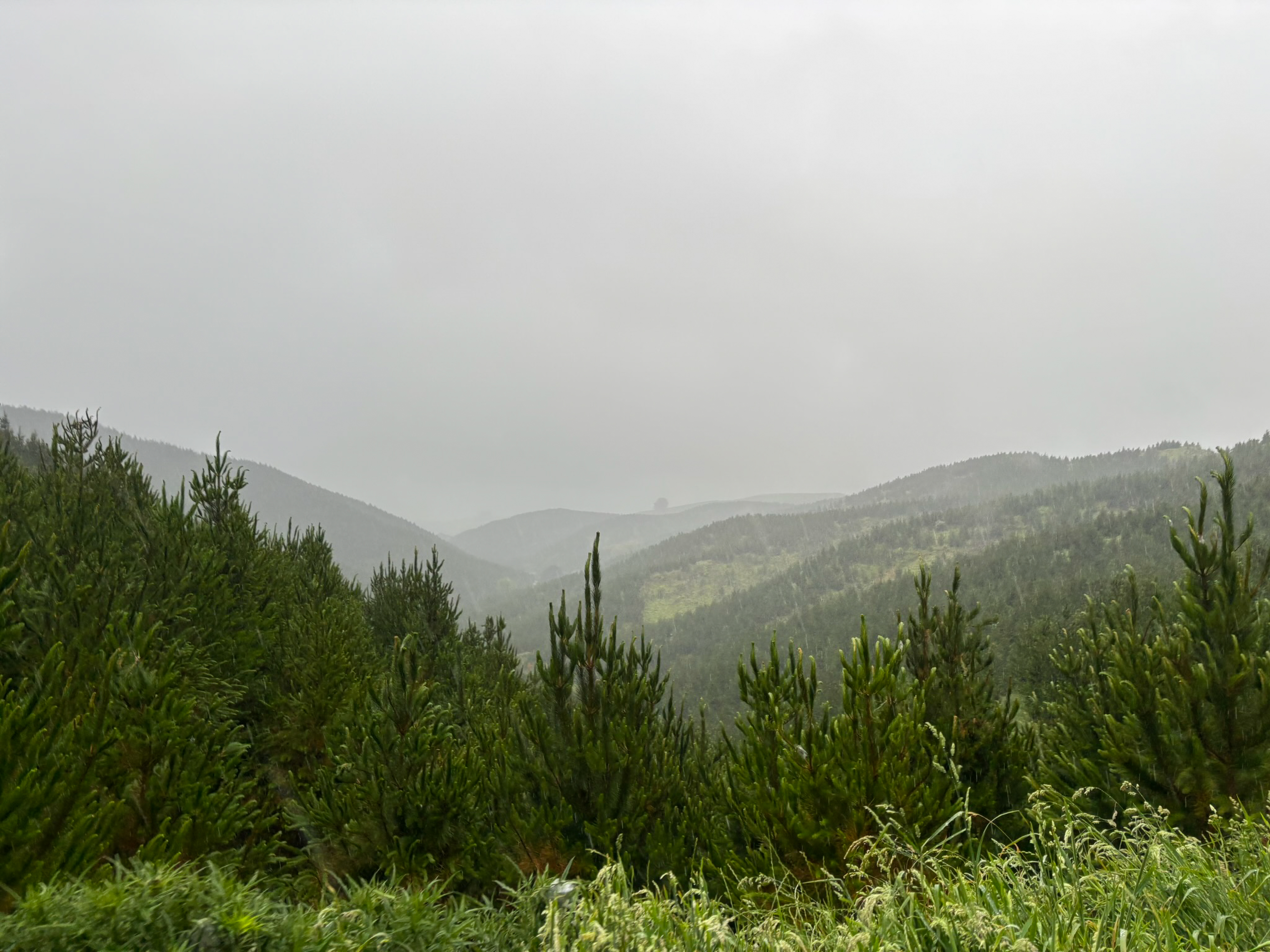 Forestry High-Conservation Value (HCV) Surveys