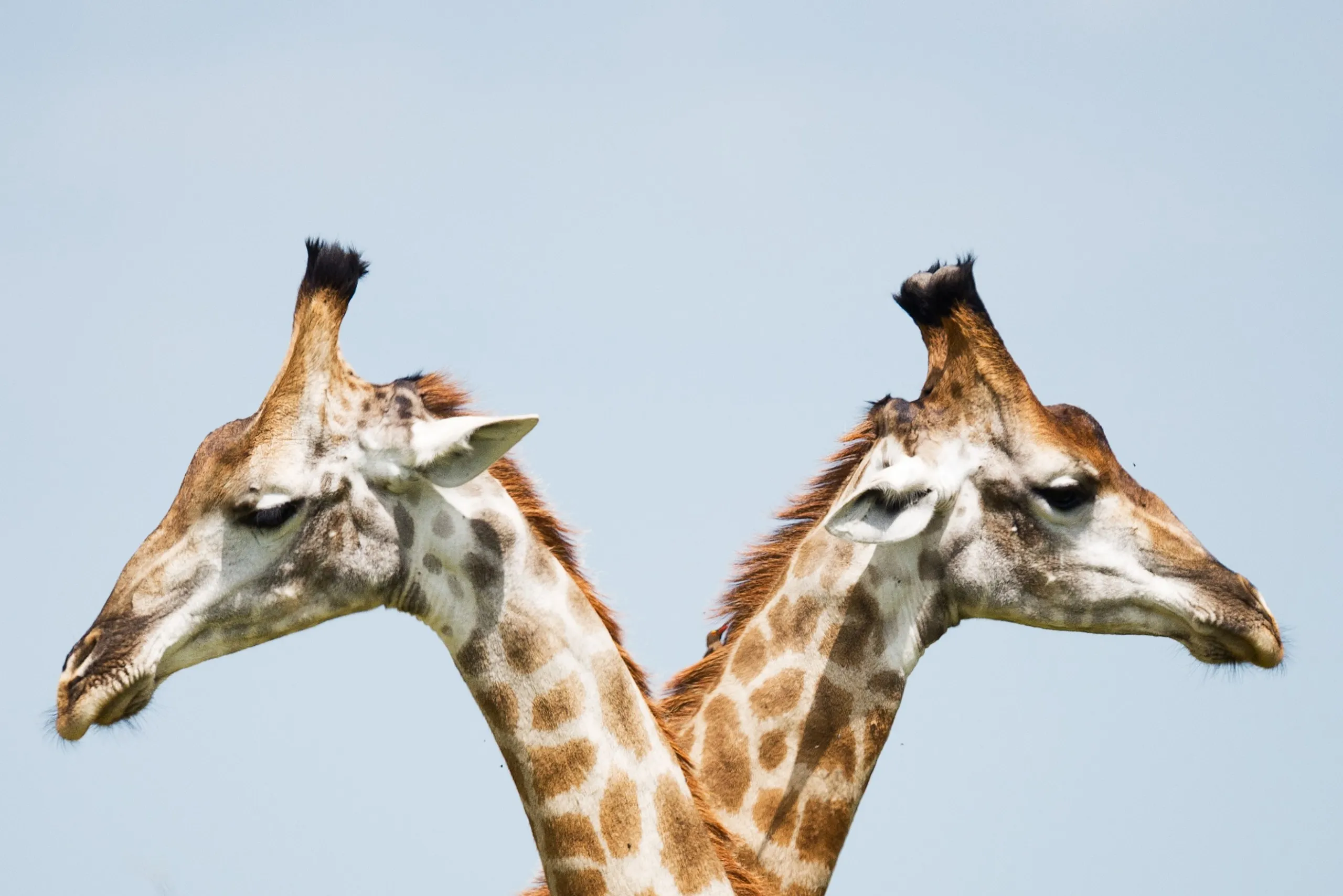 two giraffes facing opposite directions perfectly symmetrical 
