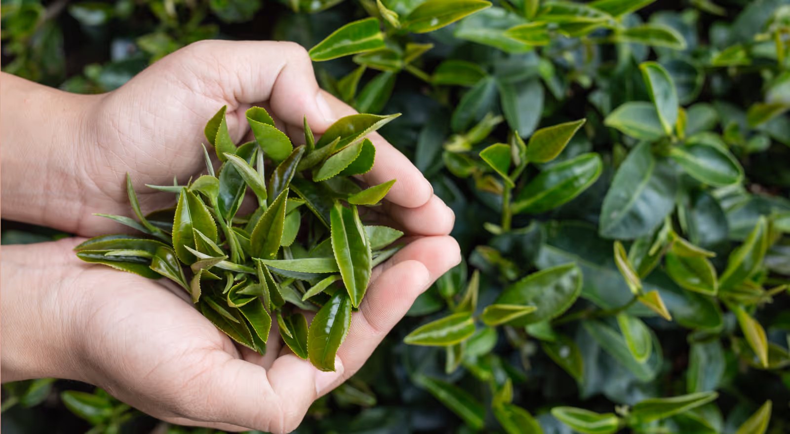 Hands holding freshly harvested green tea leaves in front of tea bushes.