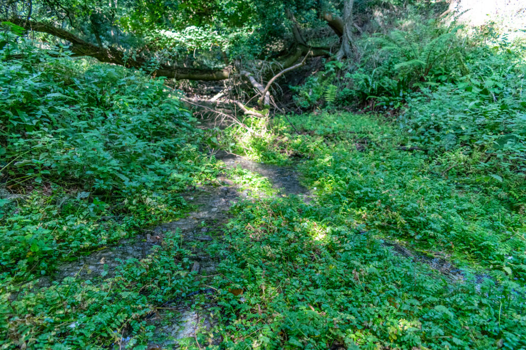 Source of Woolstone Springs